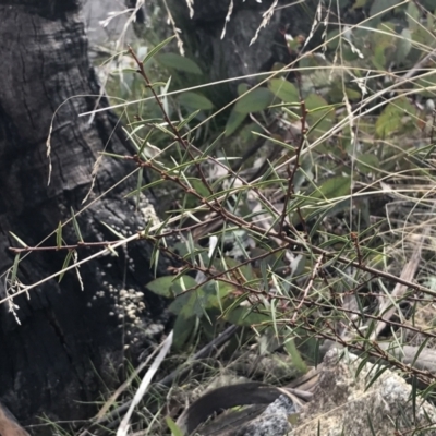Acacia siculiformis (Dagger Wattle) at Mount Clear, ACT - 4 Oct 2022 by Tapirlord