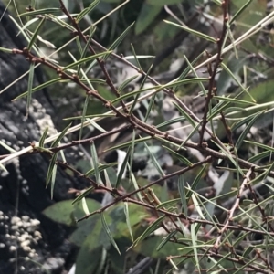 Acacia siculiformis at Mount Clear, ACT - 4 Oct 2022