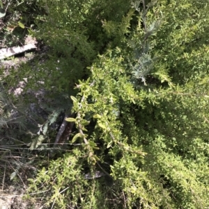 Pomaderris angustifolia at Mount Clear, ACT - 4 Oct 2022 11:19 AM