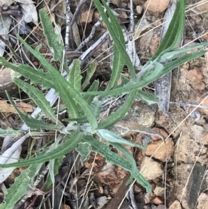 Senecio phelleus at Mount Clear, ACT - 4 Oct 2022