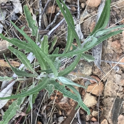 Senecio phelleus (Rock Fireweed) at Mount Clear, ACT - 4 Oct 2022 by Tapirlord