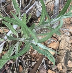 Senecio phelleus at Mount Clear, ACT - 4 Oct 2022 04:50 PM