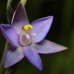 Thelymitra peniculata (Blue Star Sun-orchid) at Jerrabomberra, NSW - 12 Nov 2022 by aussiestuff