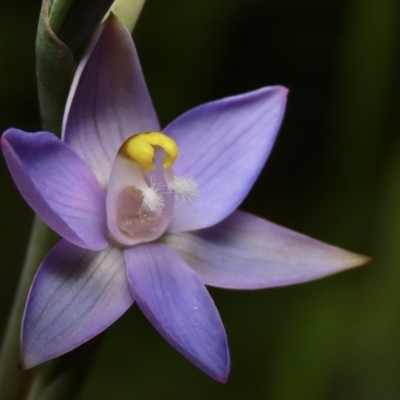 Thelymitra peniculata (Blue Star Sun-orchid) at Mount Jerrabomberra - 11 Nov 2022 by aussiestuff