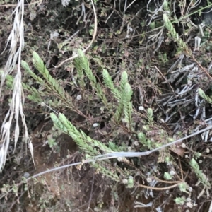 Pimelea linifolia subsp. caesia at Mount Clear, ACT - 4 Oct 2022