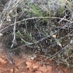 Pimelea linifolia subsp. caesia at Mount Clear, ACT - 4 Oct 2022