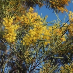 Acacia boormanii (Snowy River Wattle) at Chisholm, ACT - 15 Oct 2022 by MichaelBedingfield