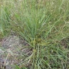 Lomandra filiformis subsp. coriacea (Wattle Matrush) at The Pinnacle - 19 Nov 2022 by sangio7