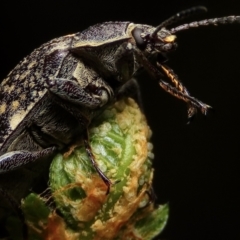Pachycoelia sp. (genus) (A darkling beetle) at Monga National Park - 6 Nov 2022 by aussiestuff