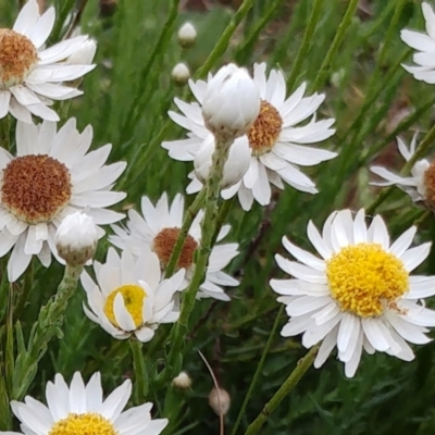 Rhodanthe anthemoides (Chamomile Sunray) at Molonglo Valley, ACT - 19 Nov 2022 by sangio7