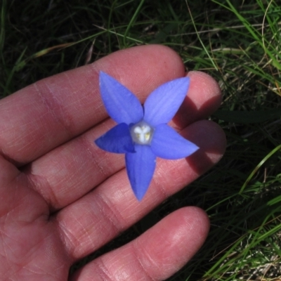 Wahlenbergia stricta subsp. stricta (Tall Bluebell) at Hawker, ACT - 20 Nov 2022 by sangio7