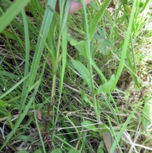 Wahlenbergia stricta subsp. stricta at Hawker, ACT - 20 Nov 2022