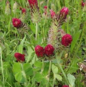 Trifolium incarnatum at Weetangera, ACT - 3 Nov 2022