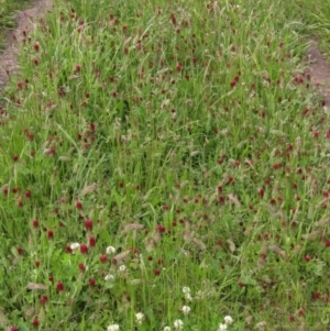 Trifolium incarnatum at Weetangera, ACT - 3 Nov 2022