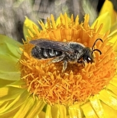 Lasioglossum (Chilalictus) lanarium (Halictid bee) at Pialligo, ACT - 17 Nov 2022 by Pirom