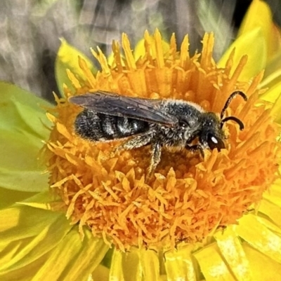 Lasioglossum (Chilalictus) lanarium (Halictid bee) at Mount Ainslie - 17 Nov 2022 by Pirom