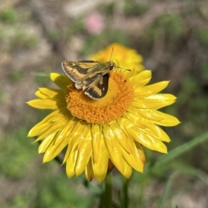 Taractrocera papyria at Pialligo, ACT - 17 Nov 2022