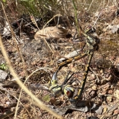 Hemicordulia tau (Tau Emerald) at Cotter Reserve - 18 Nov 2022 by Pirom