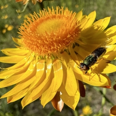 Odontomyia decipiens (Green Soldier Fly) at Pialligo, ACT - 17 Nov 2022 by Pirom