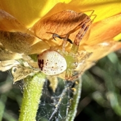 Australomisidia pilula (Lozenge-shaped Flower Spider) at Pialligo, ACT - 17 Nov 2022 by Pirom