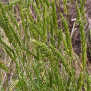 Anthoxanthum odoratum at Weetangera, ACT - 3 Nov 2022