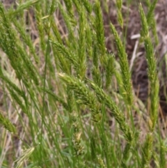 Anthoxanthum odoratum (Sweet Vernal Grass) at Weetangera, ACT - 3 Nov 2022 by pinnaCLE