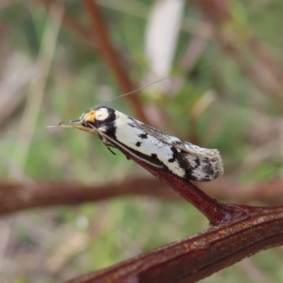 Philobota lysizona (A concealer moth) at Yaouk, NSW - 19 Nov 2022 by MatthewFrawley