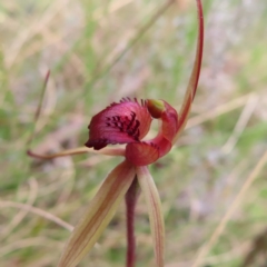 Caladenia montana (Mountain Spider Orchid) at Yaouk, NSW - 19 Nov 2022 by MatthewFrawley