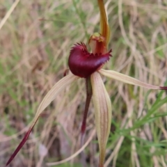 Caladenia montana at Yaouk, NSW - 19 Nov 2022