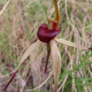 Caladenia montana at Yaouk, NSW - 19 Nov 2022