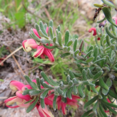 Grevillea lanigera (Woolly Grevillea) at Yaouk, NSW - 19 Nov 2022 by MatthewFrawley