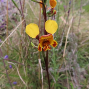 Diuris semilunulata at Yaouk, NSW - 19 Nov 2022