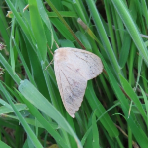 Arhodia lasiocamparia at Yaouk, NSW - 19 Nov 2022 04:19 PM