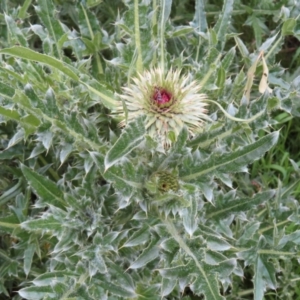 Carduus nutans at Yaouk, NSW - 19 Nov 2022