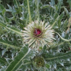 Carduus nutans at Yaouk, NSW - 19 Nov 2022