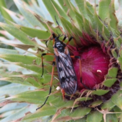 Gynoplistia sp. (genus) (Crane fly) at Yaouk, NSW - 19 Nov 2022 by MatthewFrawley