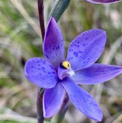 Thelymitra simulata (Graceful Sun-orchid) at Black Mountain - 12 Nov 2022 by lisarobins