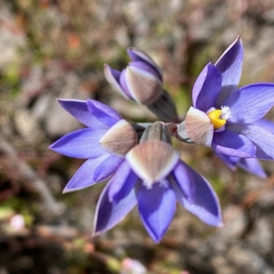 Thelymitra sp. (pauciflora complex) (Sun Orchid) at Black Mountain - 6 Nov 2022 by lisarobins