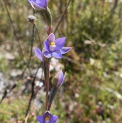 Thelymitra sp. (pauciflora complex) at Point 5815 - suppressed