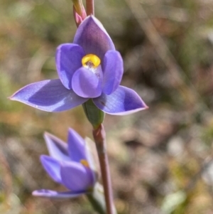 Thelymitra sp. (pauciflora complex) at Point 5815 - suppressed