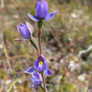 Thelymitra sp. (pauciflora complex) at Point 5815 - suppressed