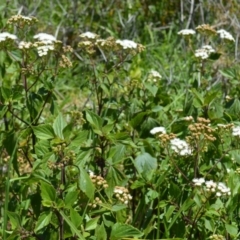 Ageratina adenophora (Crofton Weed) at Shell Cove, NSW - 21 Nov 2022 by plants