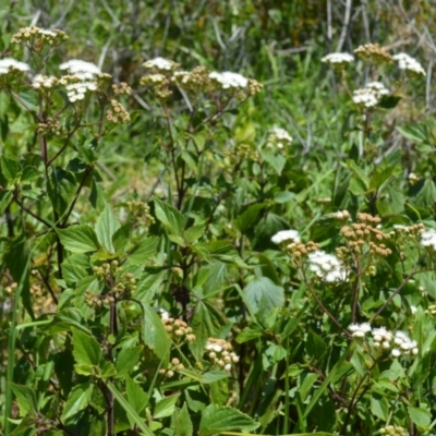 Ageratina adenophora (Crofton Weed) at Shell Cove, NSW - 21 Nov 2022 by plants