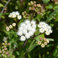 Ageratina adenophora at Shell Cove, NSW - 21 Nov 2022