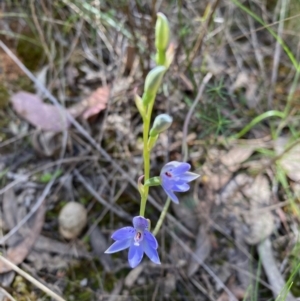 Thelymitra juncifolia at Point 38 - 6 Nov 2022