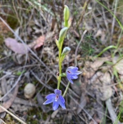 Thelymitra juncifolia (Dotted Sun Orchid) at Black Mountain - 6 Nov 2022 by lisarobins