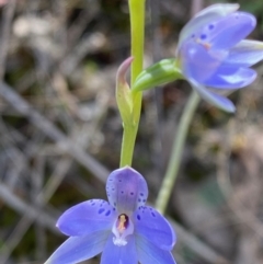 Thelymitra juncifolia at Point 38 - 6 Nov 2022