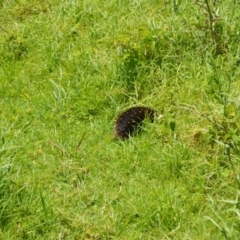 Tachyglossus aculeatus (Short-beaked Echidna) at Shell Cove, NSW - 21 Nov 2022 by plants