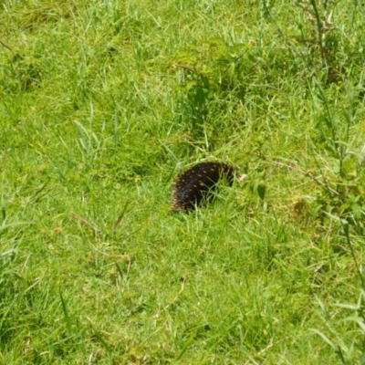 Tachyglossus aculeatus (Short-beaked Echidna) at Shell Cove, NSW - 21 Nov 2022 by plants