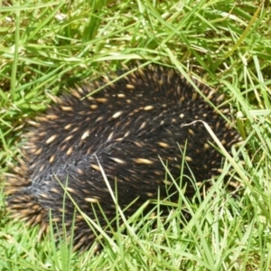 Tachyglossus aculeatus at Shell Cove, NSW - 21 Nov 2022 10:47 PM
